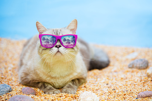 Cat wearing sunglasses relaxing on the beach