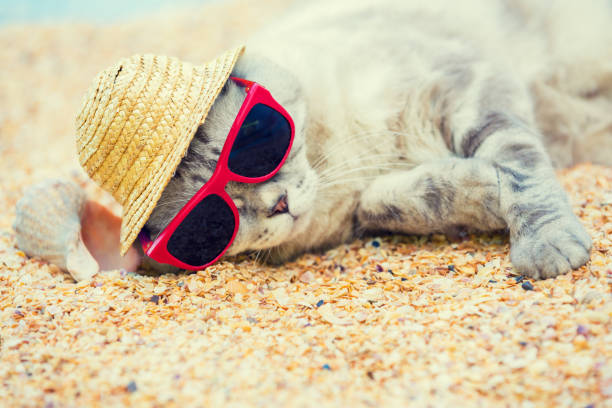istock Cat wearing sunglasses and sun hat relaxing on the beach 841803292