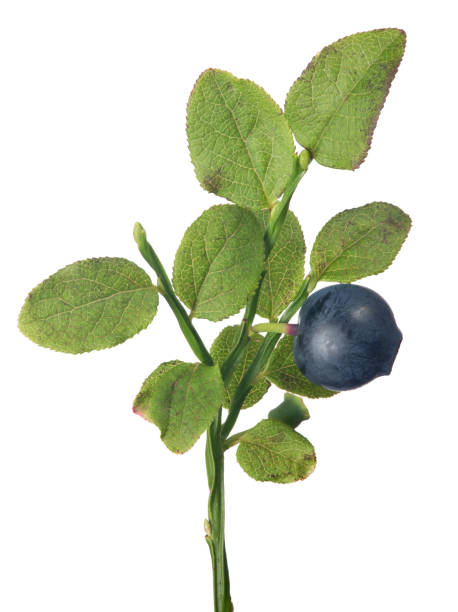 istock blueberry branch with single berry 841806544