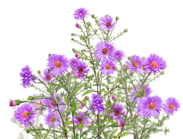 istock isolated group of garden violet flowers 841806756
