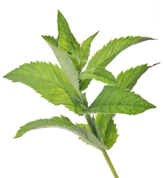 istock green isolated small branch of peppermint 841806802