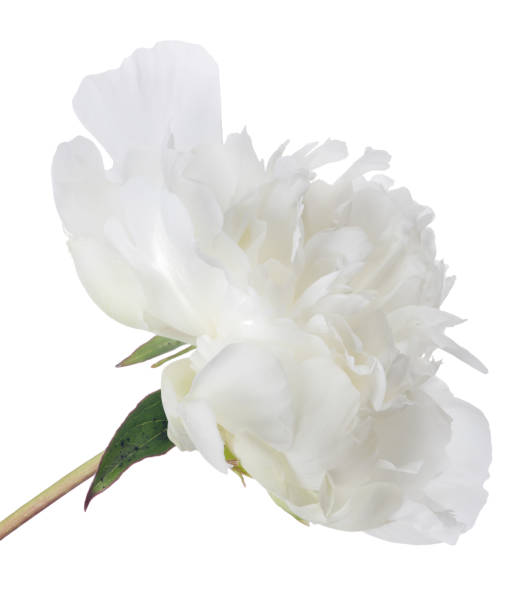 istock isolated white peony flower large bloom 841806852