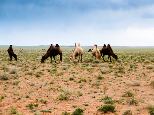 istock Camel in the Gobi Desert of Mongolia 841806916