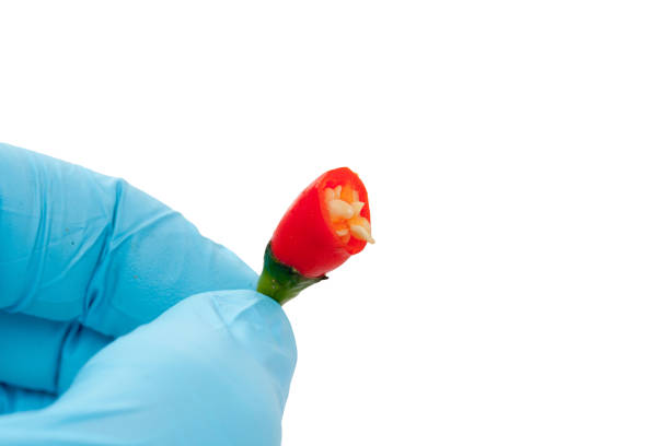 blue glove holding red chilli on white background