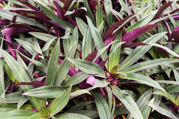 istock Tradescantia spathacea plant 841809580