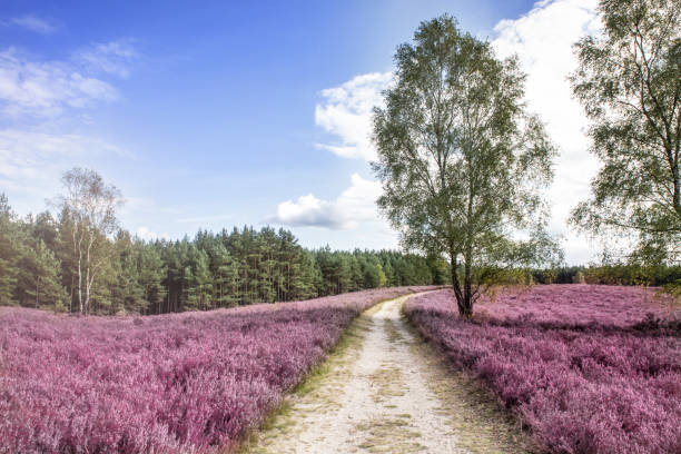 Luneburger Heath Path through heatherland with flowering heather in the Luneburger Heath lüneburg heath stock pictures, royalty-free photos & images