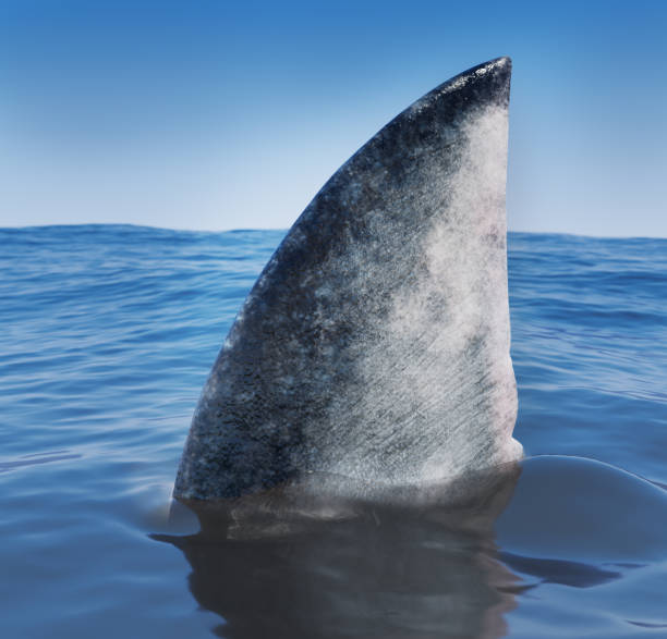 Shark end Shark fin above the surface of the sea. 3d render animal fin stock pictures, royalty-free photos & images