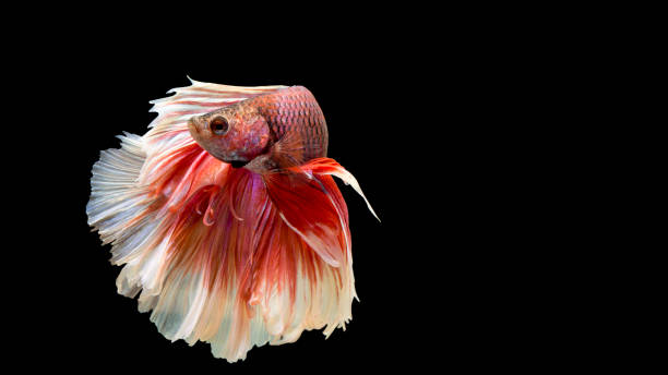 istock Betta Siamese Fighting Fish Isolated On Black Background 841814004