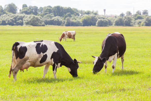 istock black and white cows and brown  cow on green grass 841821344