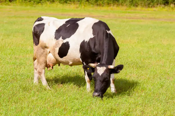 White-and-black dairy cow in pasture