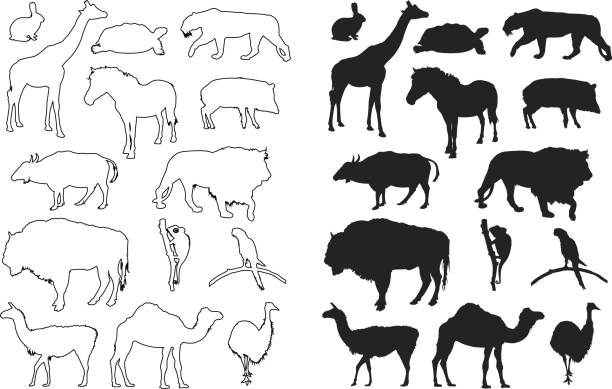 Wild animals silhouette vector illustration of wild animals silhouette javelina stock illustrations