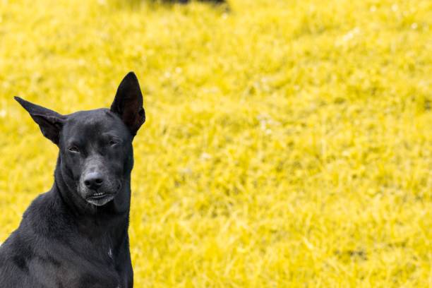 istock Thai dogs with blurred road background in  the house with animal friendly atmosphere. Using wallpaper or animal image. 841821564