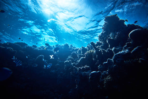 fondo de corales - lecho del mar fotografías e imágenes de stock