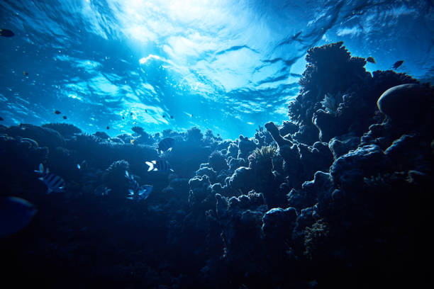 tło korali - underwater scenic zdjęcia i obrazy z banku zdjęć