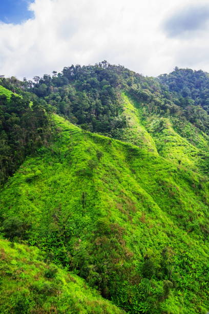 istock Aerial view of forest 841825088