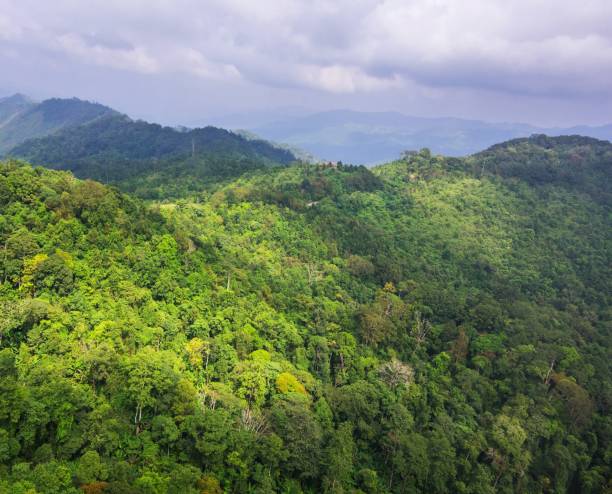 istock Aerial view of forest 841825098