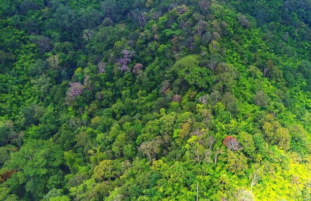 istock Aerial view of forest 841825110
