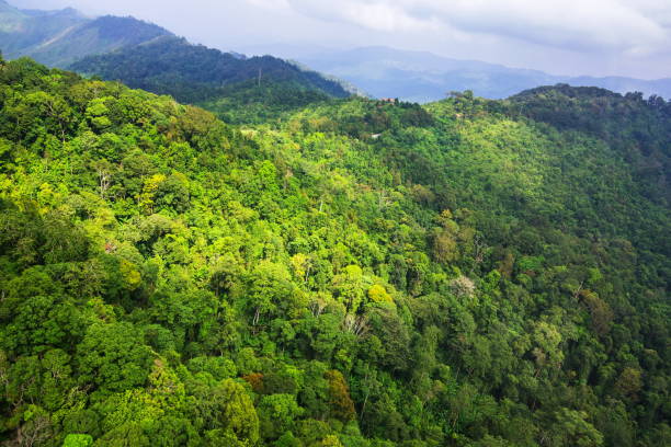 istock Aerial view of forest 841825112