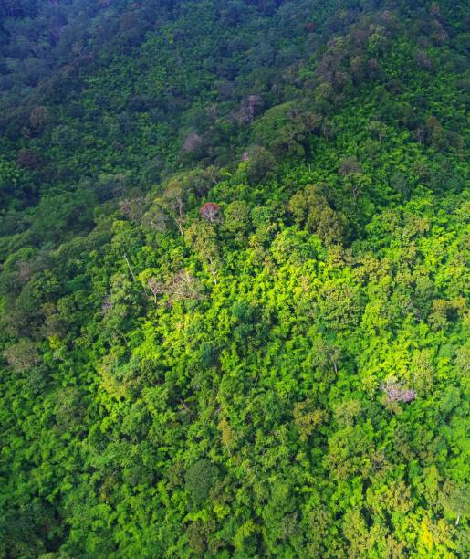 istock Aerial view of forest 841825128