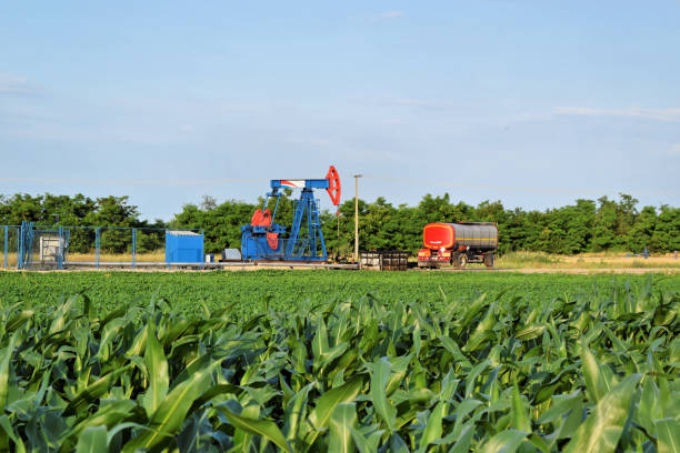 istock Corn field and oil well with pumpjack in background 841825724