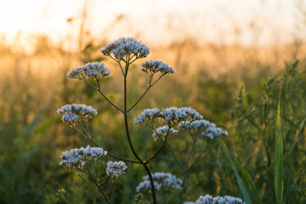 istock White summer flower close up by sunset 841828846
