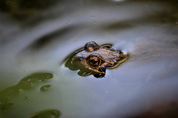 istock Frog swimming in the pond 841828932