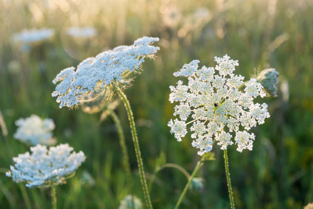 White summer flower close up White sunlit summer flower close up with green grass background queen annes lace stock pictures, royalty-free photos & images