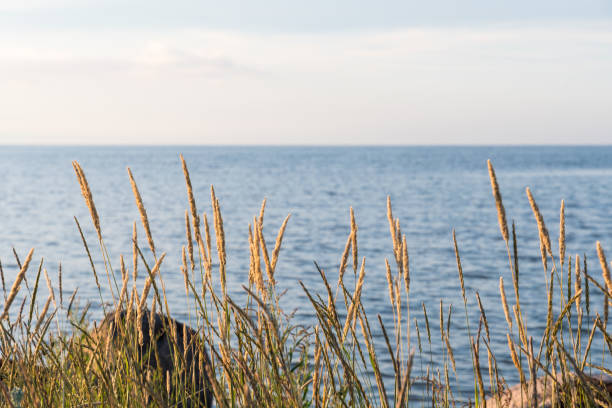 istock Sunlit grass straws by the coast 841829134
