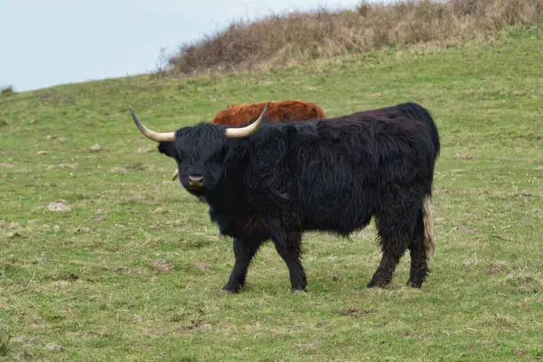 Highland cattle on the meadow at Gulstav Mose, Langeland, Denmark