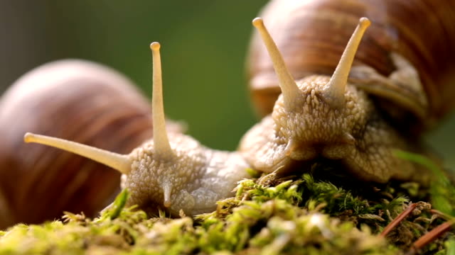 Helix pomatia also Roman snail, Burgundy snail