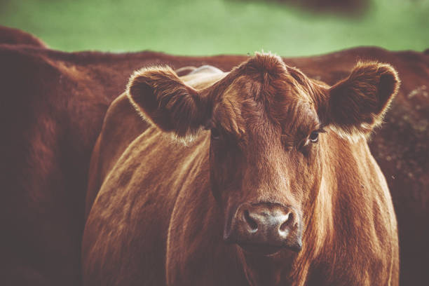 istock Brown cow is looking at the camera in dusk 841836470