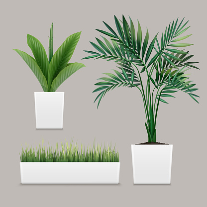 Vector plants potted in container for use indoors as houseplant and decoration on gray background
