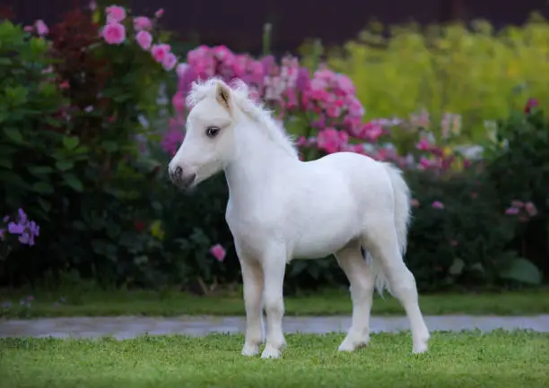 American miniature horse. Palomino foal on green grass in garden.