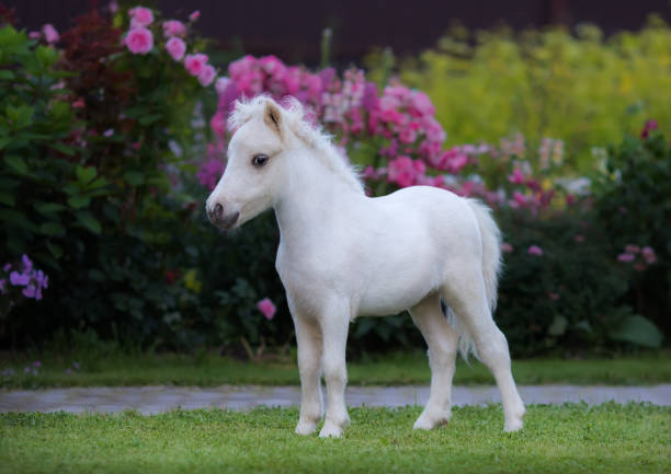 amerykański miniaturowy koń. palomino źrebię w ogrodzie. - palomino zdjęcia i obrazy z banku zdjęć