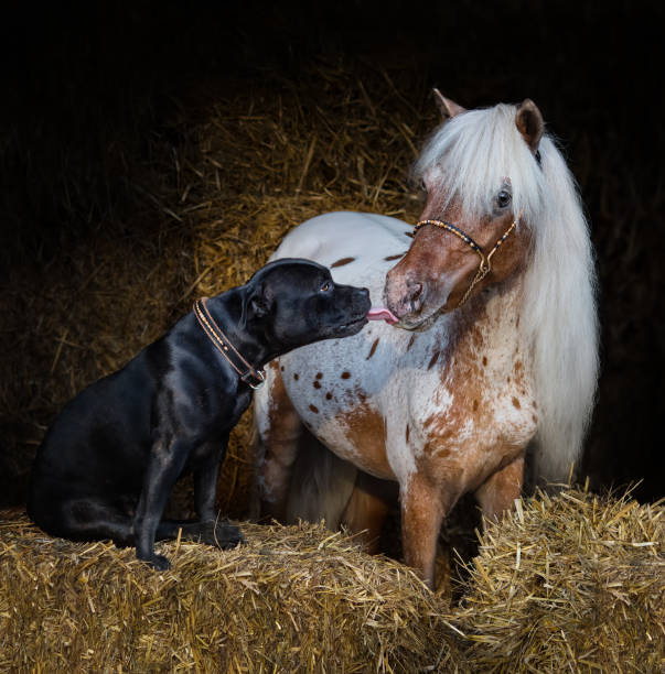 Staffordshire Bull Terrier dog and appaloosa American miniature horse. Staffordshire Bull Terrier dog and appaloosa American miniature horse on straw in stable. Concept about communicating of different animals. appaloosa stock pictures, royalty-free photos & images