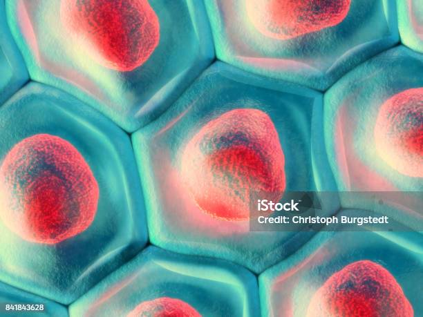 3d Abbildung Einer Draufsicht Auf Blauen Zelle Muster Mit Roten Zellkern Stockfoto und mehr Bilder von Haut