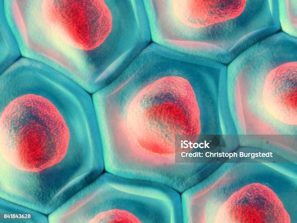 3d Illustration Of A Top View On Blue Cell Pattern With Red Cell Nucleus Stock Photo - Download Image Now