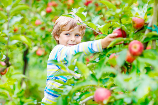 istock Little kid boy picking red apples on farm autumn 841846632