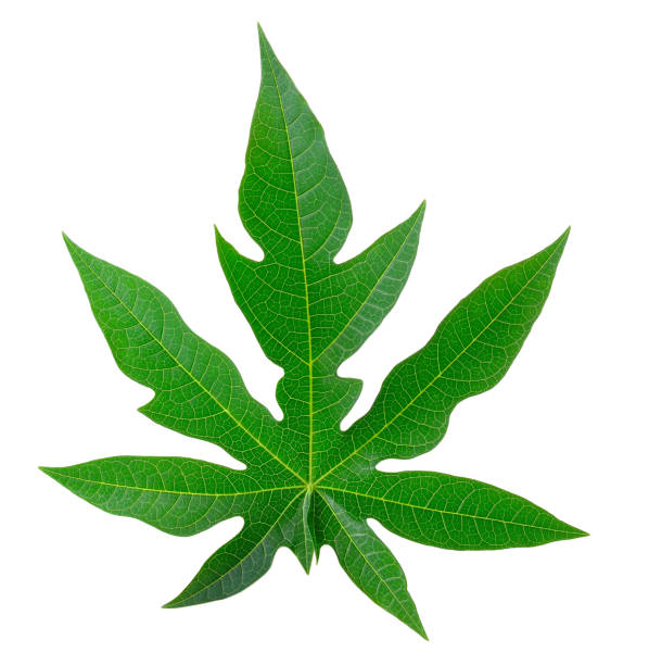 istock papaya leaf tropical  isolated on white background 841846808