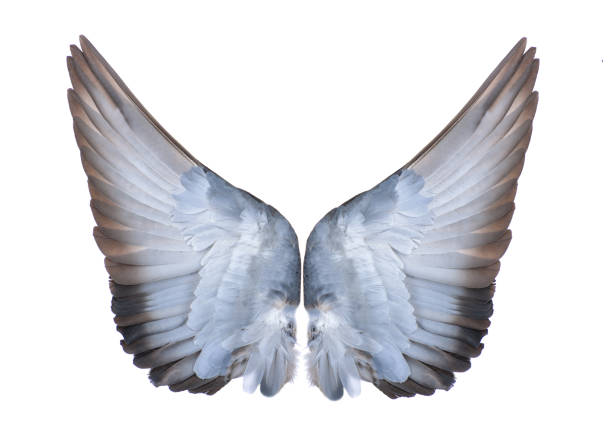 istock wings of birds on white bacground 841847020