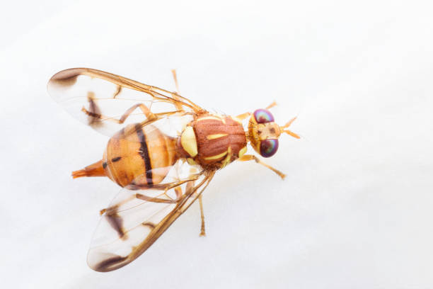 istock Close up Bactrocera Zonata or Peach fruit fly on white orchid 841847884