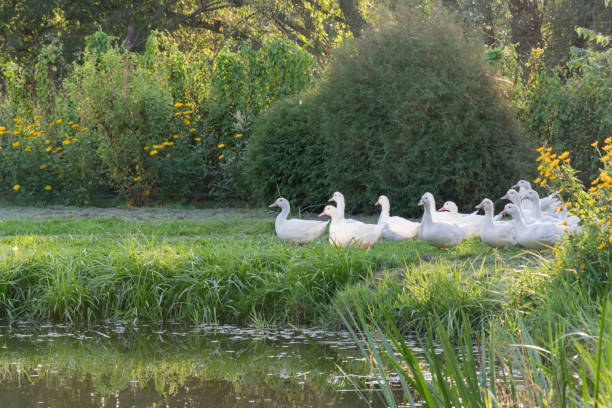 istock White Ducks, geese on the shore, lake, water 841847902