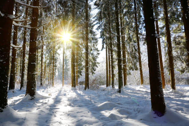 夕暮れの冬の森 - winter landscape sun snow ストックフォトと画像