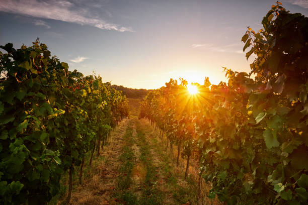 istock Vineyards at sunset, Czech republic 841851500