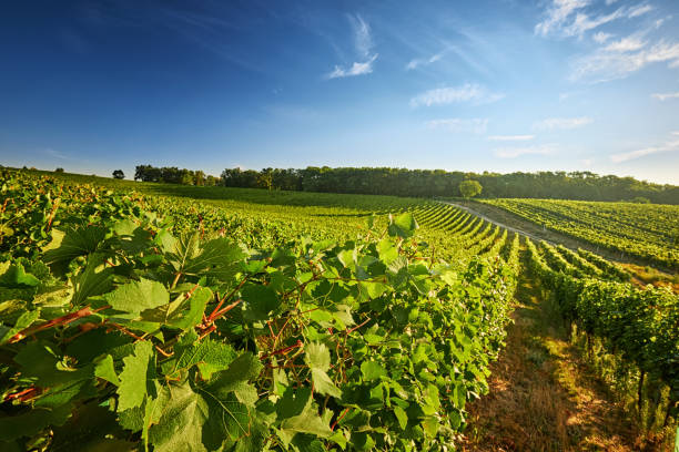 istock Vineyard with rows of grapes and vines 841851512