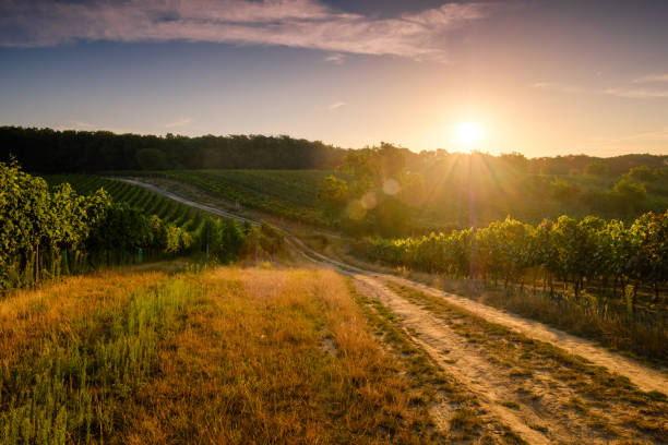 istock Vineyards at sunset, Czech republic 841851522