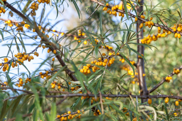 istock Branch of seabuckthorn with ripe berries 841855258