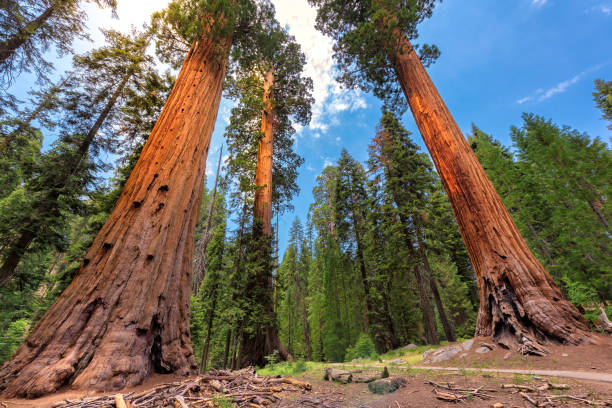 parque nacional de sequoia - ancient tree usa california - fotografias e filmes do acervo