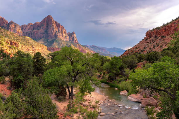 национальный парк зайон - plant sunset utah canyon стоковые фото и изображения