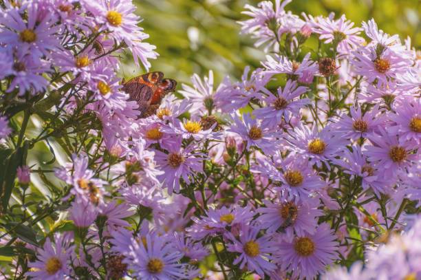 istock European Peacock butterfly. 841862910